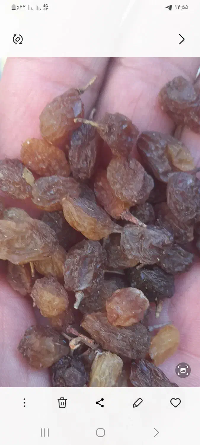 فروش کشمش آفتابی درشت و تیزابی وفخری|خوردنی و آشامیدنی|ضیاء آباد, |دیوار