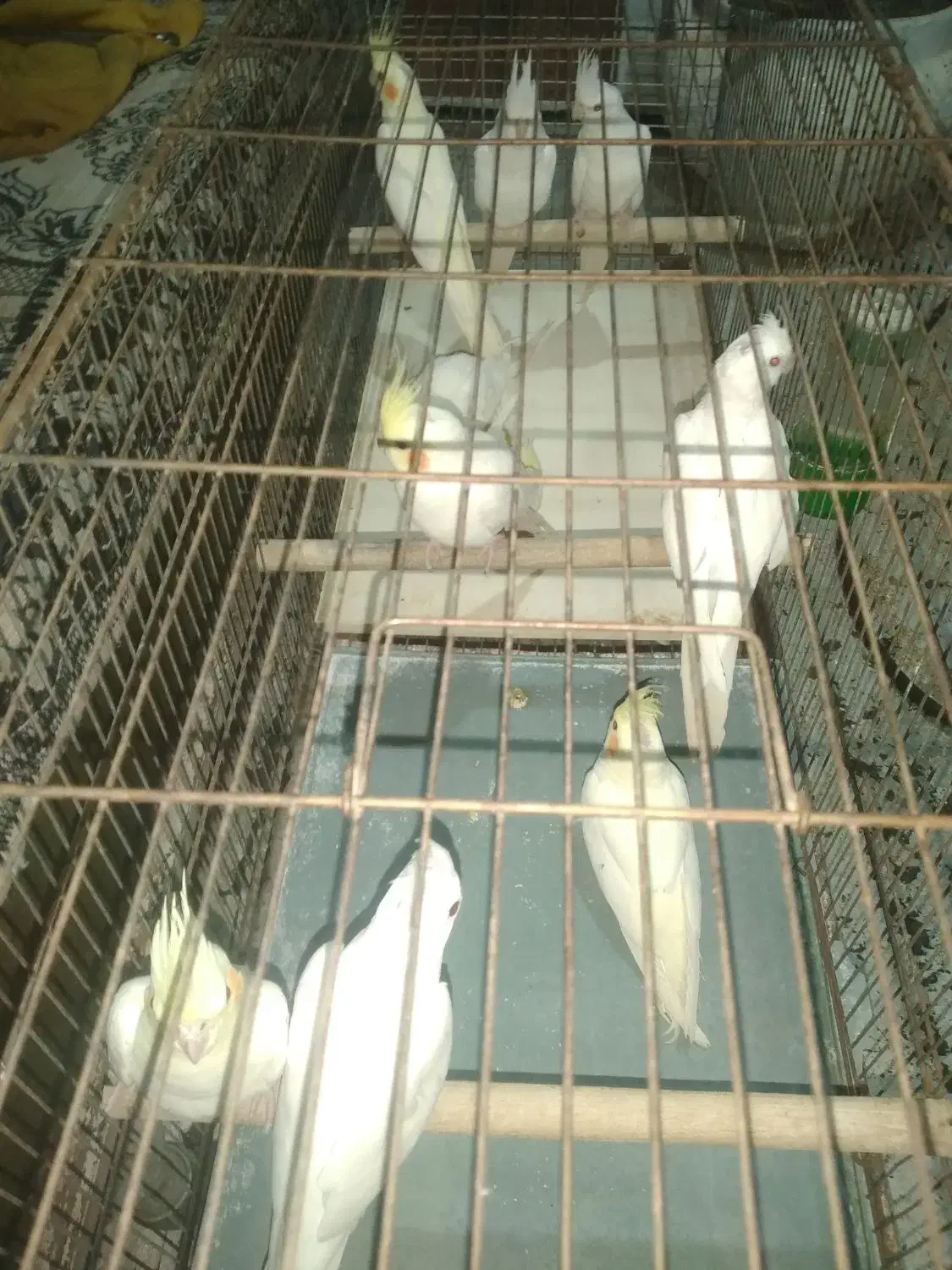 عروس هلندی لوتینو و البینو نه ماهه|پرنده|ابهر, |دیوار