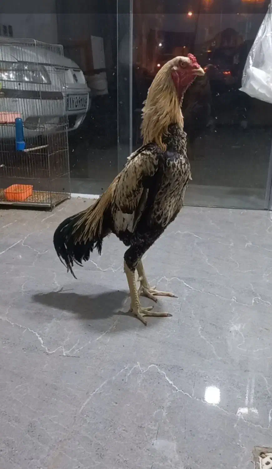 خروس لاری|حیوانات مزرعه|رشت, حمیدیان|دیوار