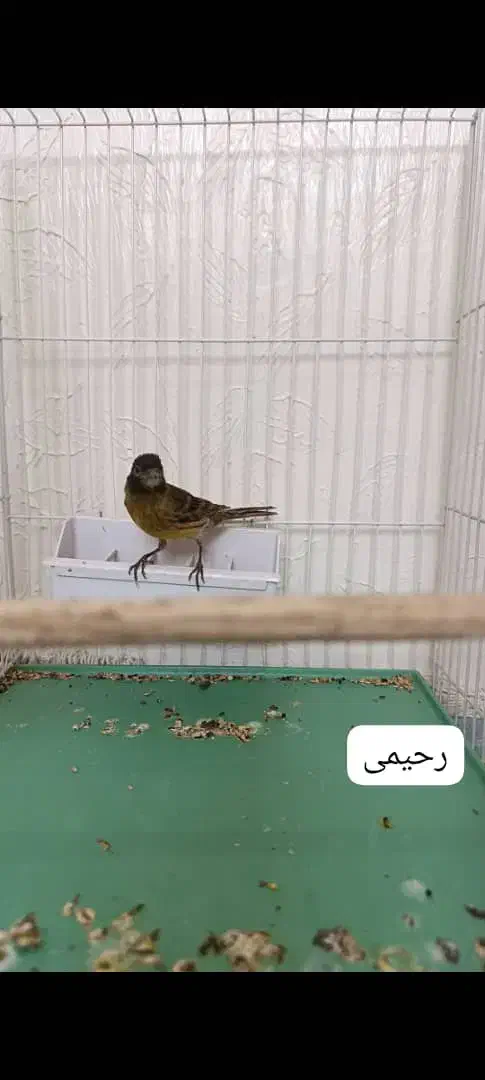 گلبسر قناری دهن کامل سهره معاوضه|پرنده|اصفهان, گرکان|دیوار