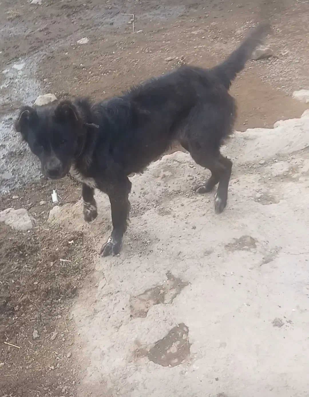 سگ ماده|سگ|مشگین شهر, |دیوار