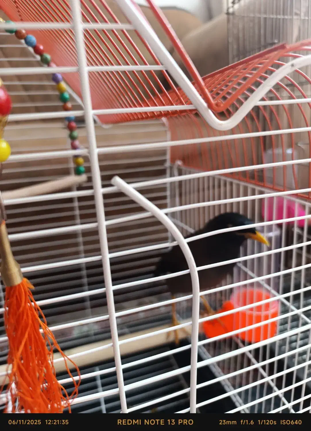 مینا|پرنده|مشهد, سیسآباد|دیوار