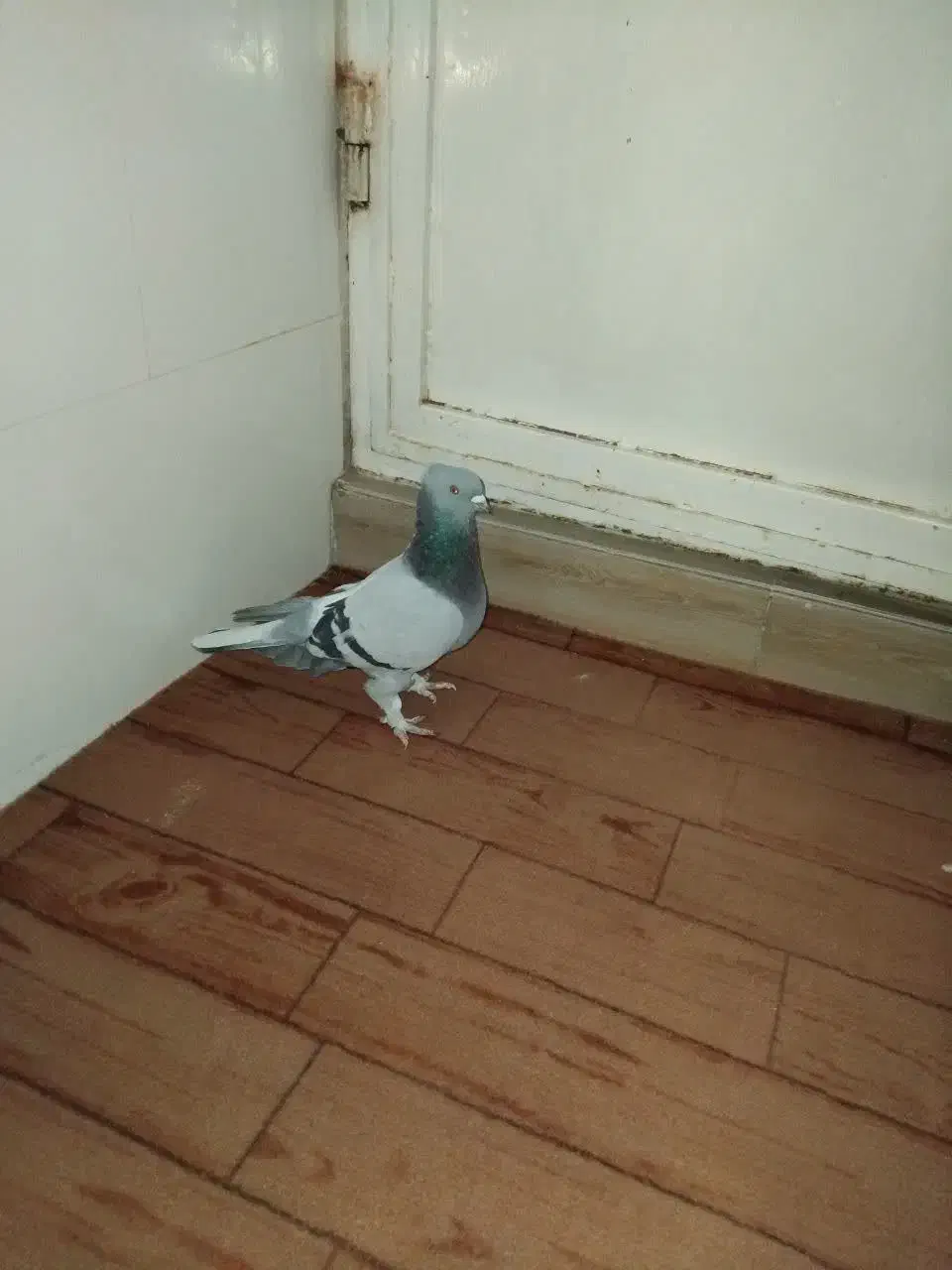 پرنده|پرنده|قم, ولیعصر|دیوار