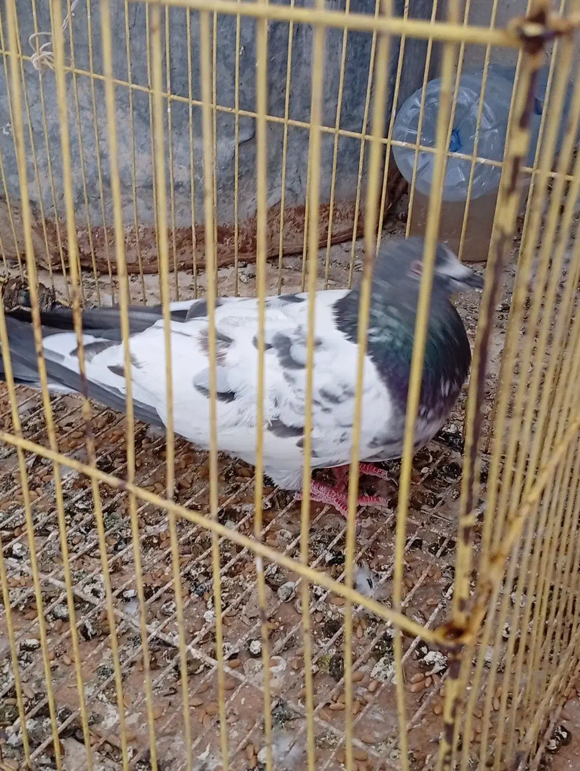 کبوتر خوب|پرنده|خورموج, |دیوار