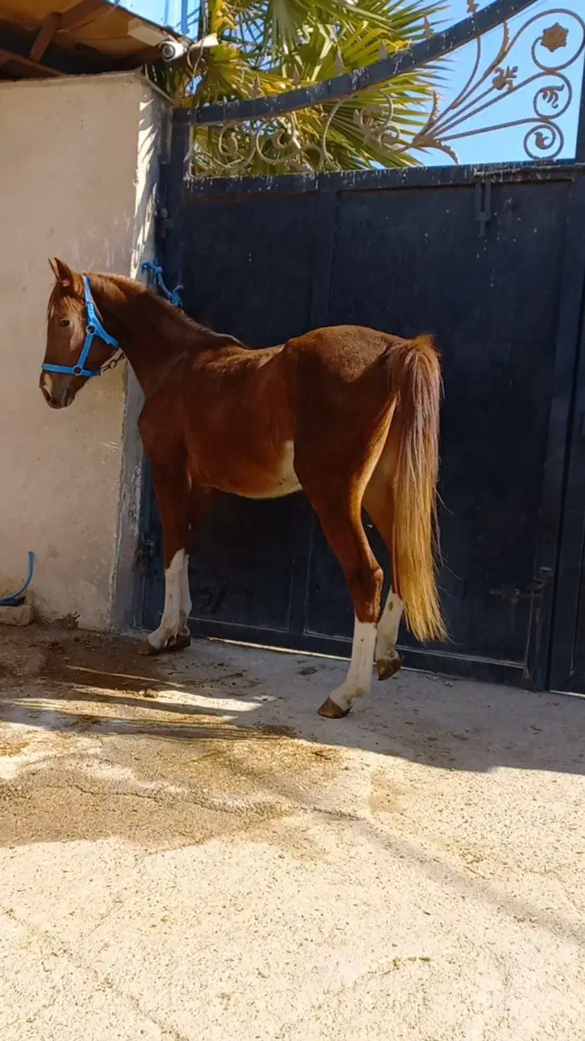 اسب فروشی زیر قیمت  تعداد ۱۰ راس|اسب و تجهیزات اسب‌سواری|زرقان, |دیوار