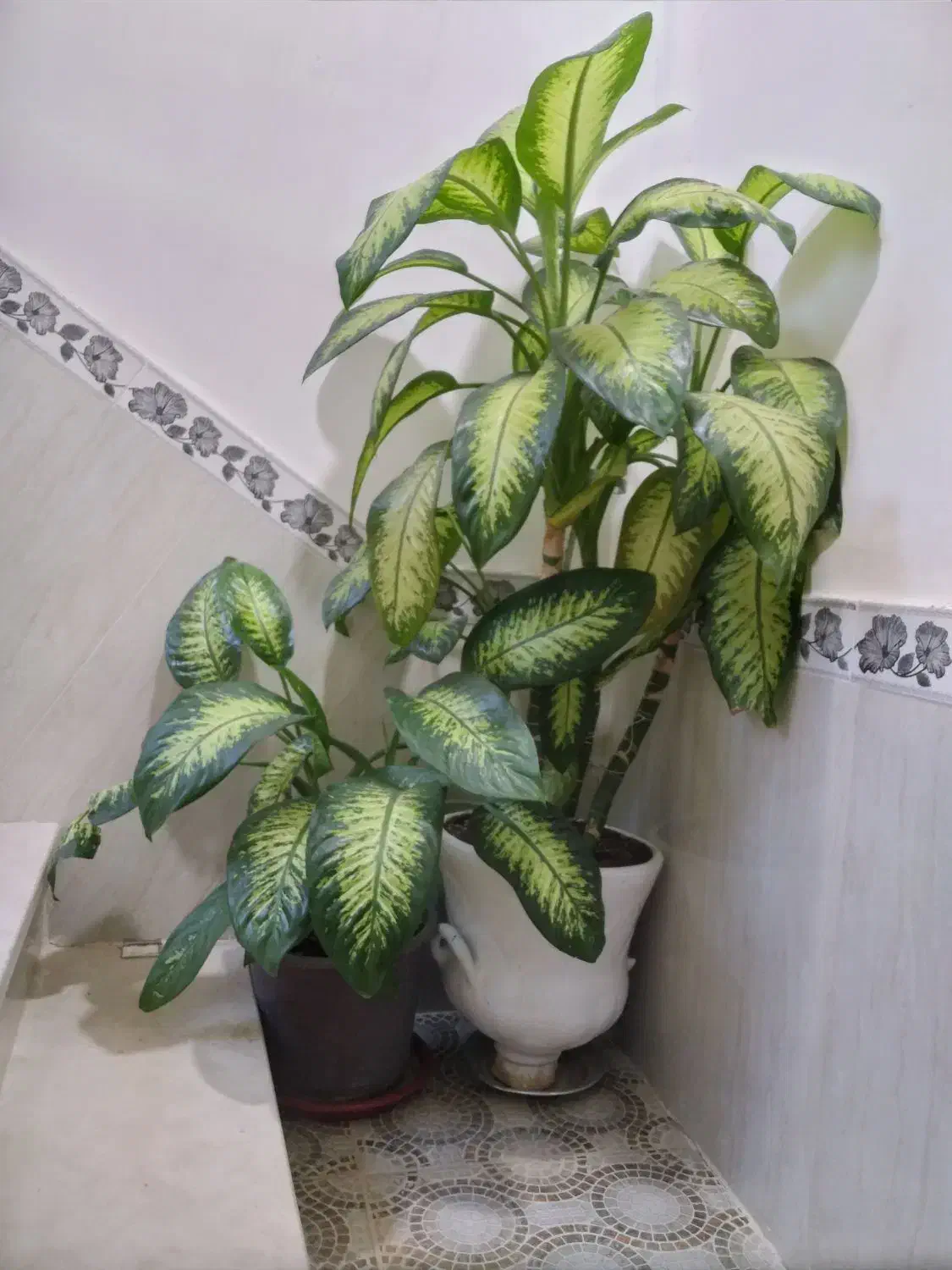 گل طبیعی|گل و گیاه طبیعی|جوانرود, |دیوار