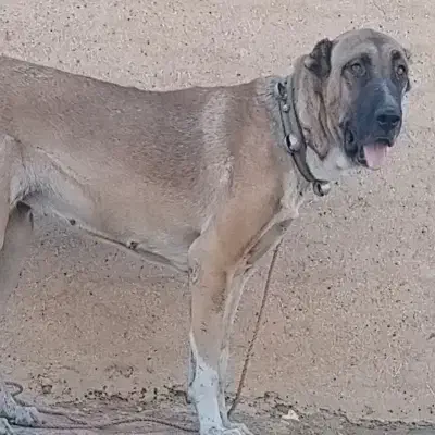 واگذاری سگ سراب افغان آلابای  پژدر|سگ|کرمانشاه, |دیوار