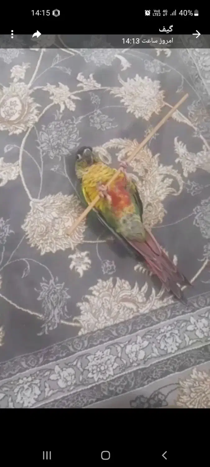 گرینچیک|پرنده|محمدیه-قزوین, |دیوار