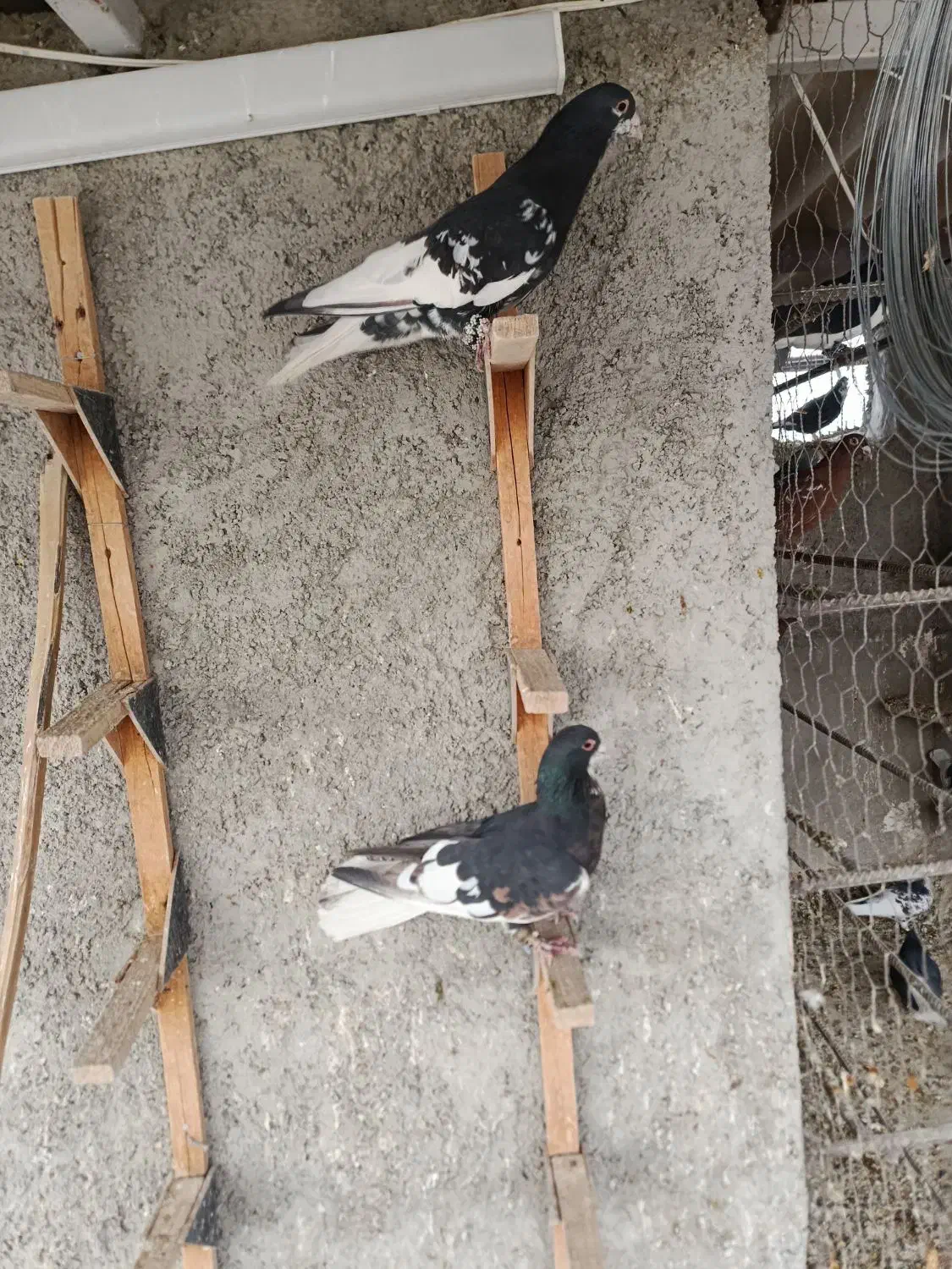 کفتر شهری گلدار|پرنده|کازرون, |دیوار