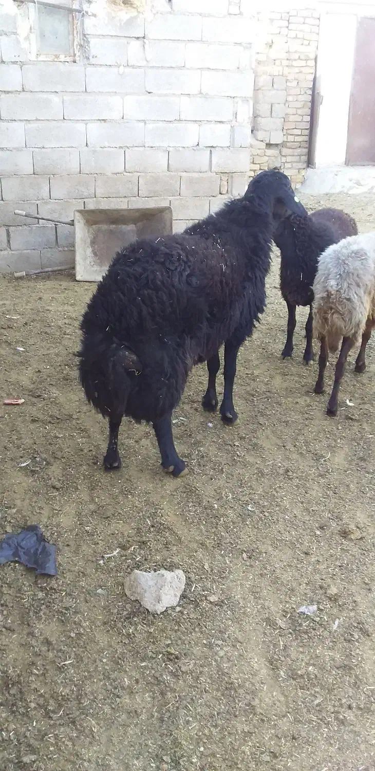 قوچ کار هترو قره قزل|حیوانات مزرعه|باغ حلی, |دیوار