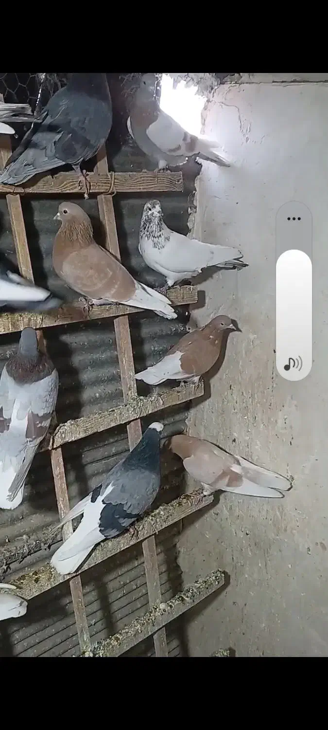 نباتی|پرنده|ساروق, |دیوار