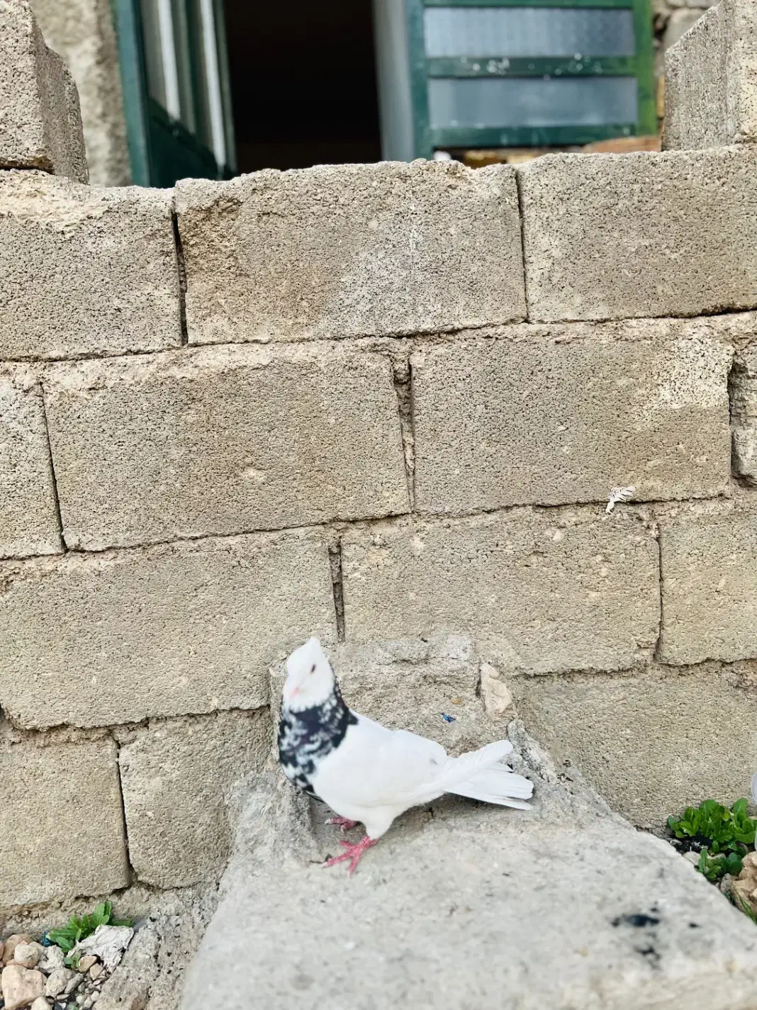 کبوتر|پرنده|یاسوج, |دیوار