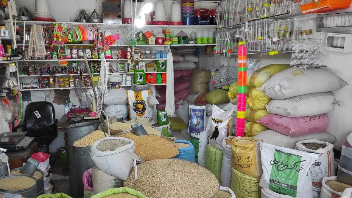 خرید و فروش انواع ارزن گندم ذرت کتان شاهدانه کبوتر|عمده‌فروشی|مشهد, مهدی آباد (بلوار توس)|دیوار