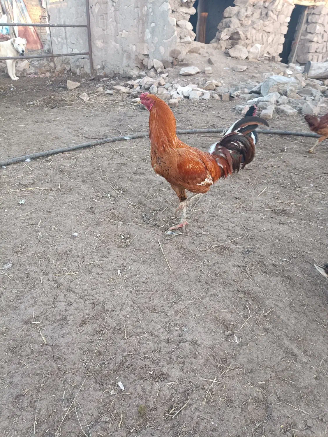 خروس لاری|حیوانات مزرعه|قزوین, |دیوار