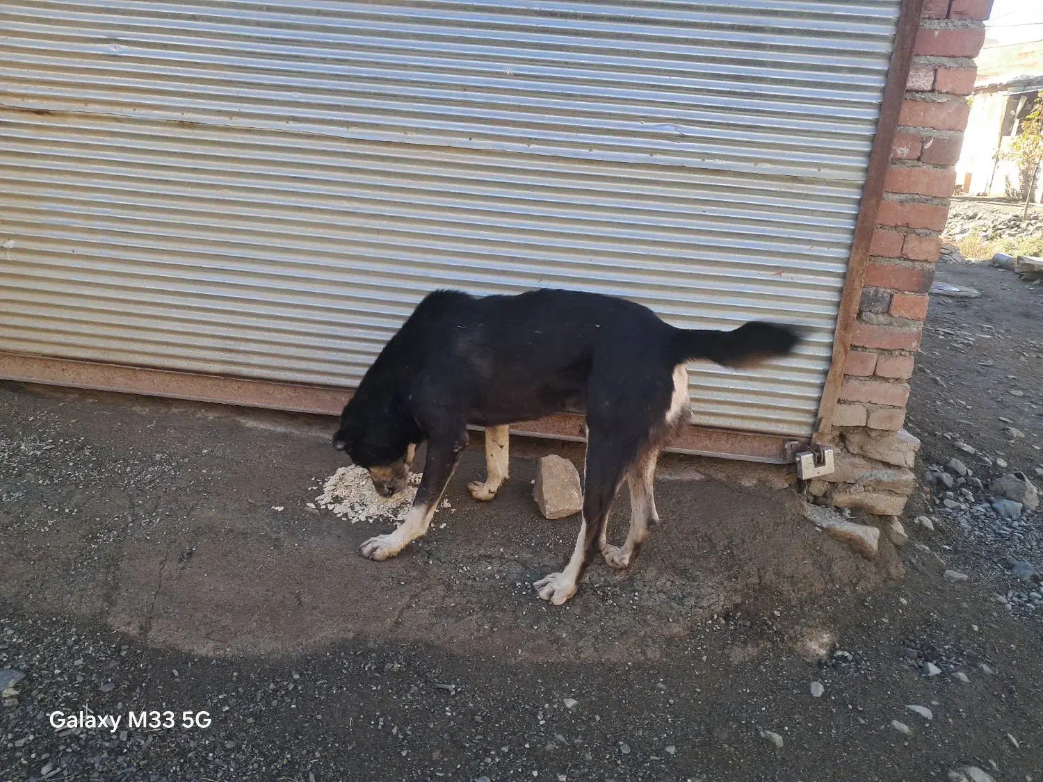 معاوضه|سگ|مریوان, |دیوار