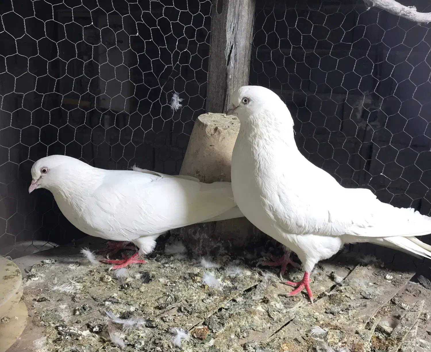 طوقی سفید چشم سفید|حیوانات|نمین, |دیوار