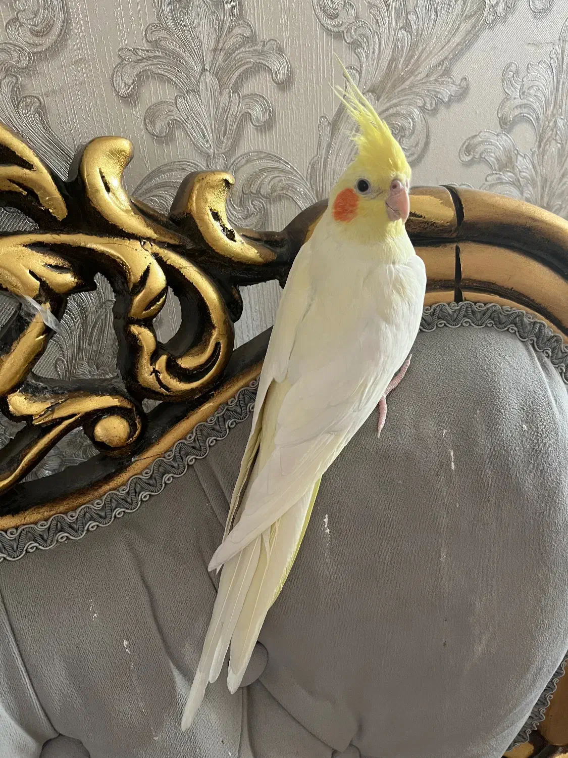 عروس هلندی ماده با سه تا جوجه ۵ ماهه|پرنده|ورامین, شهرک فجر|دیوار