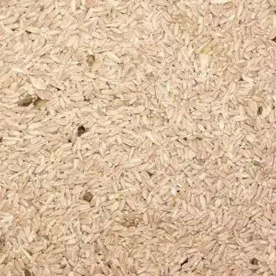 گندم دیم|حراج|فریمان, |دیوار