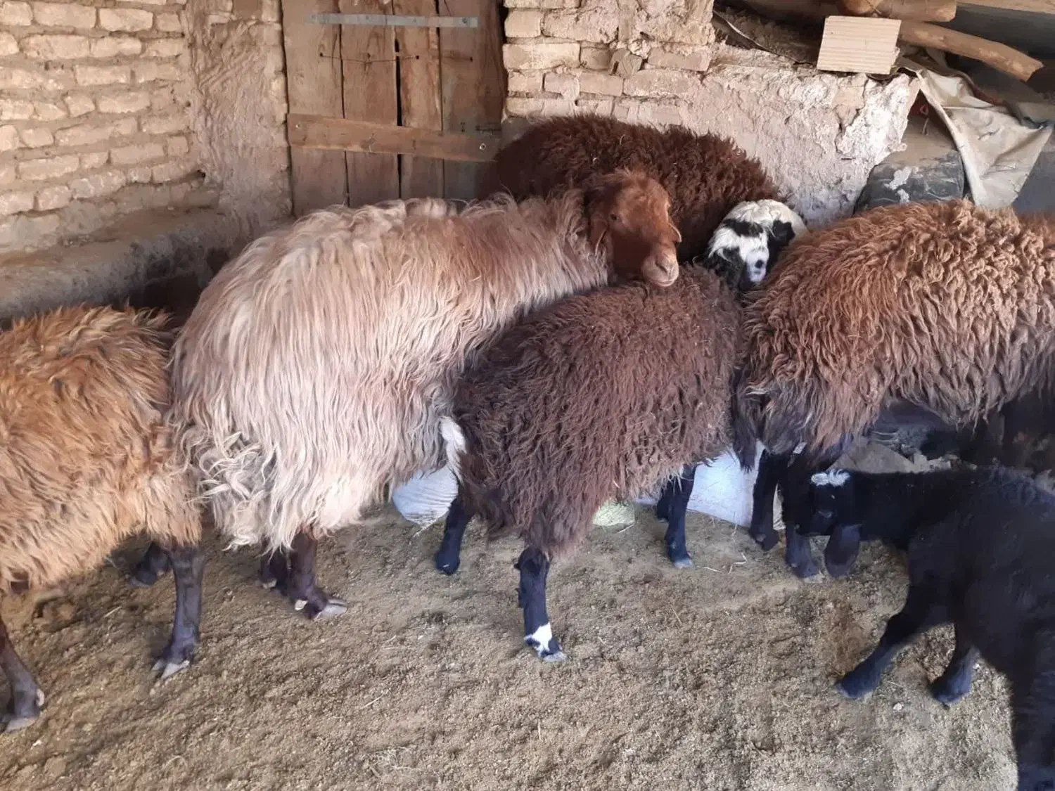 قوچ همو سه ساله|حیوانات مزرعه|سیستان, |دیوار