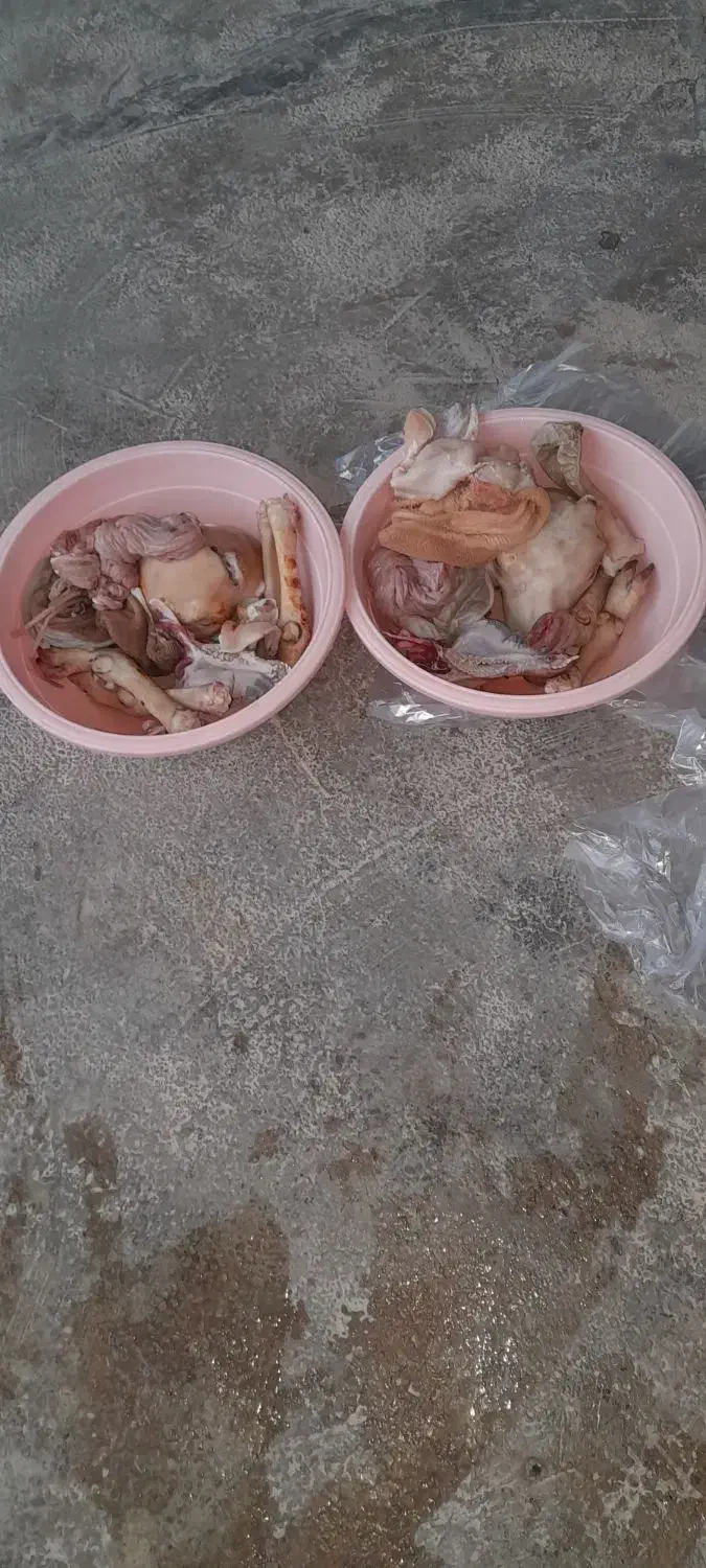 کله پاچه بزغاله|خوردنی و آشامیدنی|ایلام, |دیوار