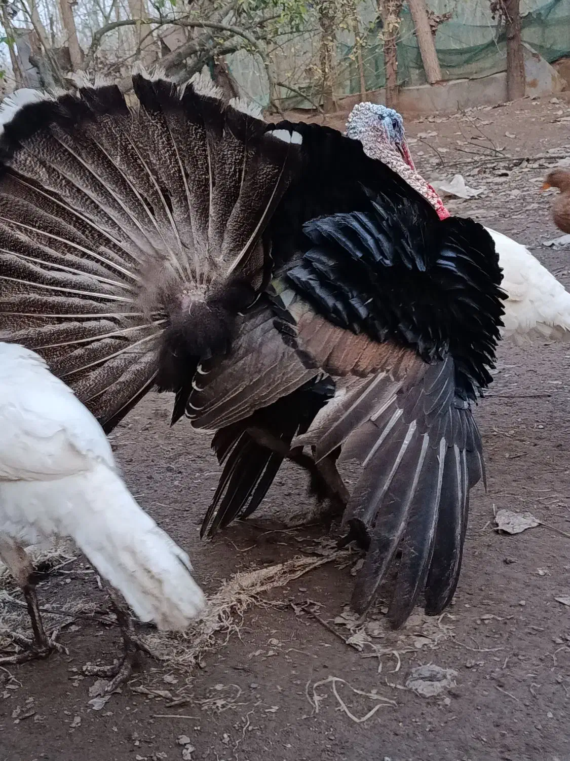 فروش غاز بوقلمون محلی|حیوانات مزرعه|آستانه اشرفیه, |دیوار