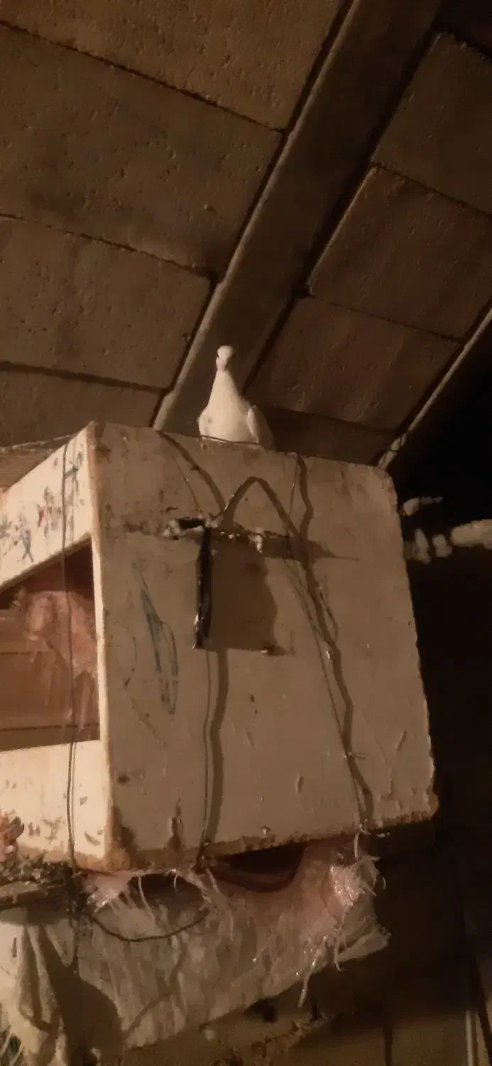 کبوتر طوقی و پلاکی...|پرنده|دهدشت, |دیوار