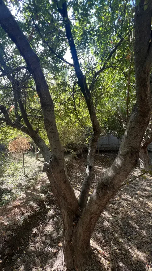 باغچه ۱۰۱۳واقع در زیبادشت|فروش خانه و ویلا|محمدشهر, زیبادشت|دیوار