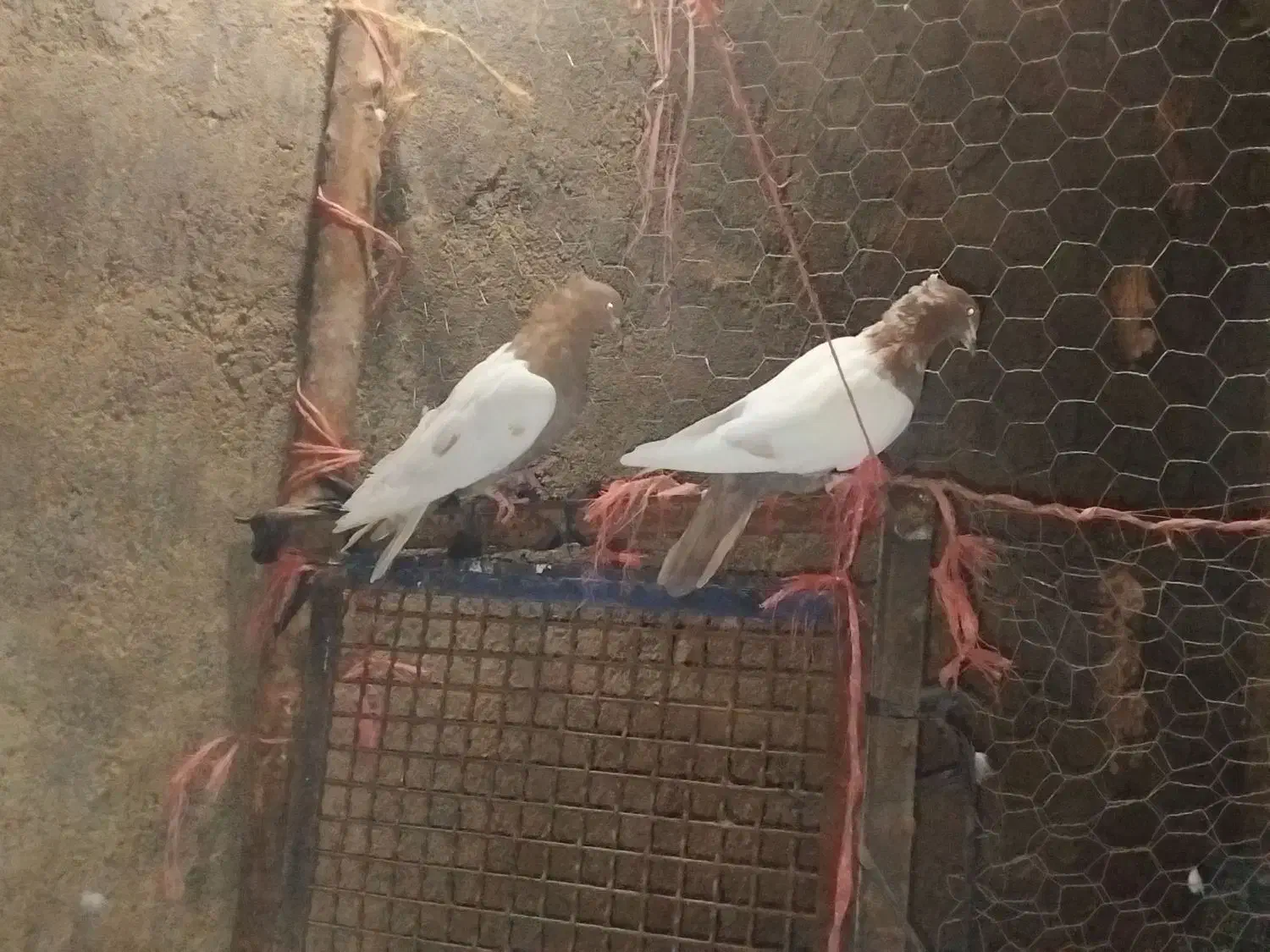 کفتر|پرنده|جوین, |دیوار