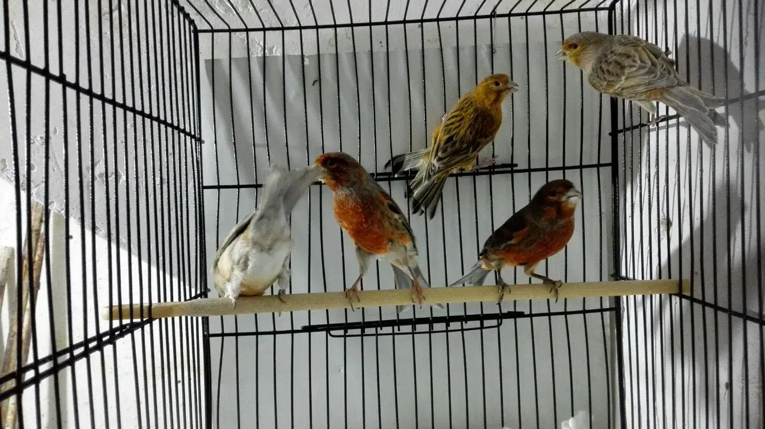 قناری|پرنده|قم, ناصردیوان|دیوار