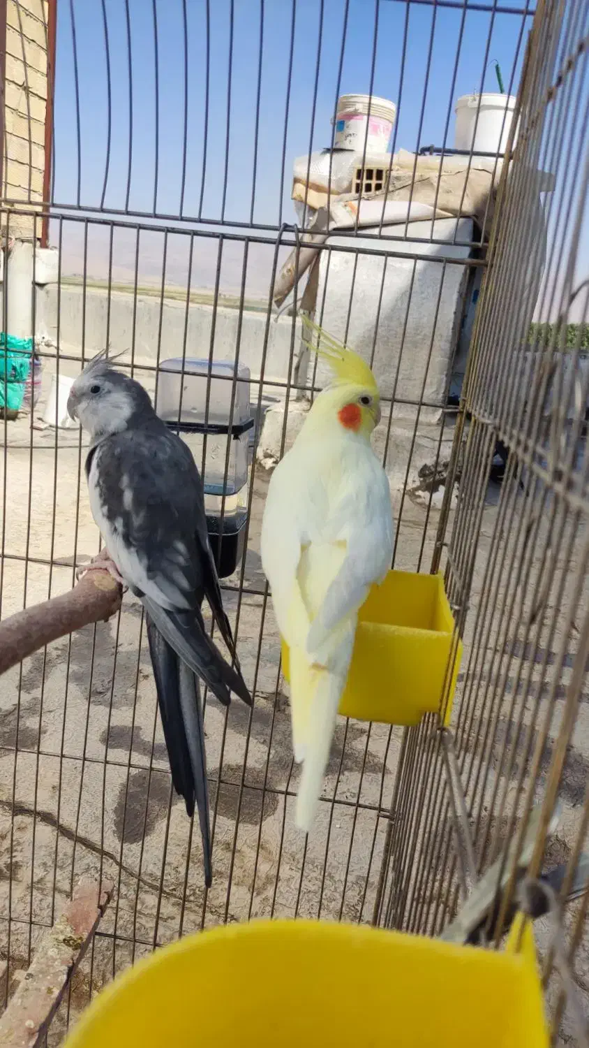 یک جفت عروس هلندی مولد|پرنده|بروجرد, |دیوار