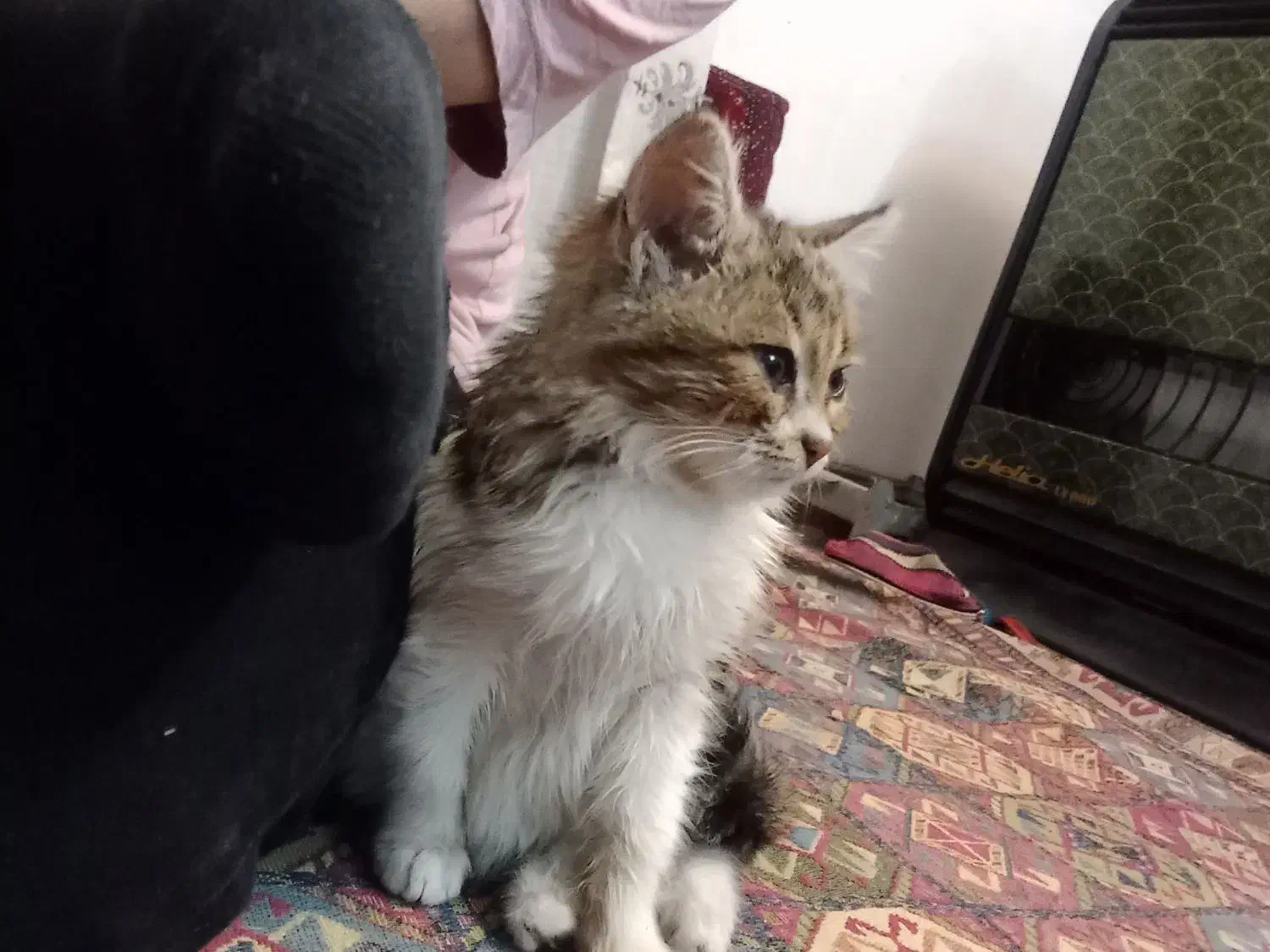 گربه گمشده|حیوانات|کرمان, |دیوار