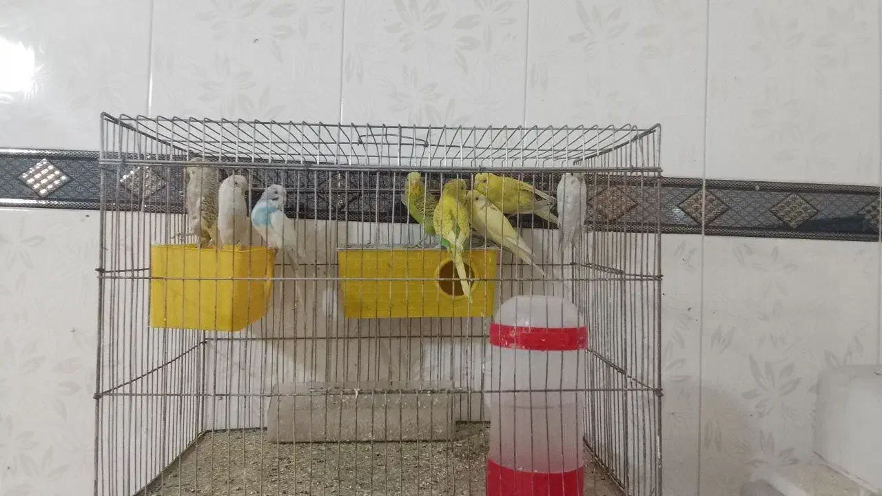 مرغ عشق|پرنده|شیراز, وزیرآباد|دیوار