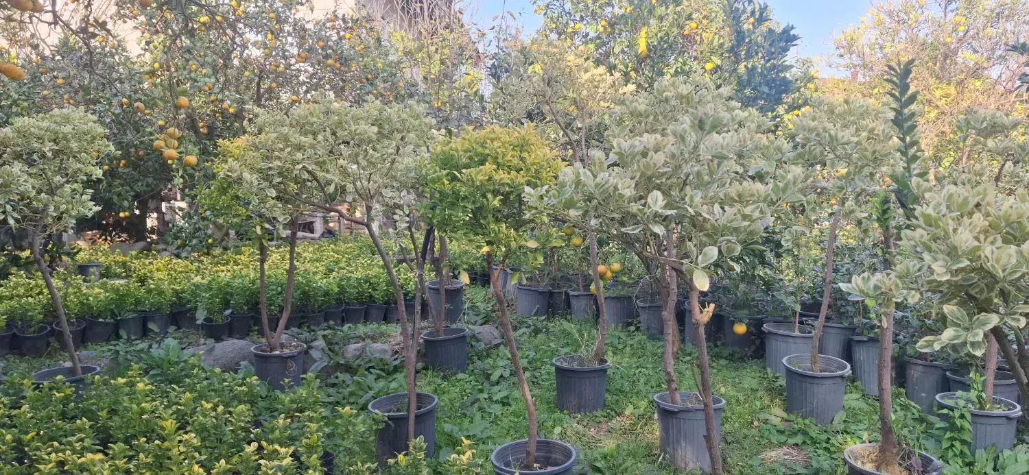 فروش شمشاد طلایی/ لافسون /کامایا/یاس هلندی|خدمات باغبانی و درختکاری|تهران, شهرک آپادانا|دیوار