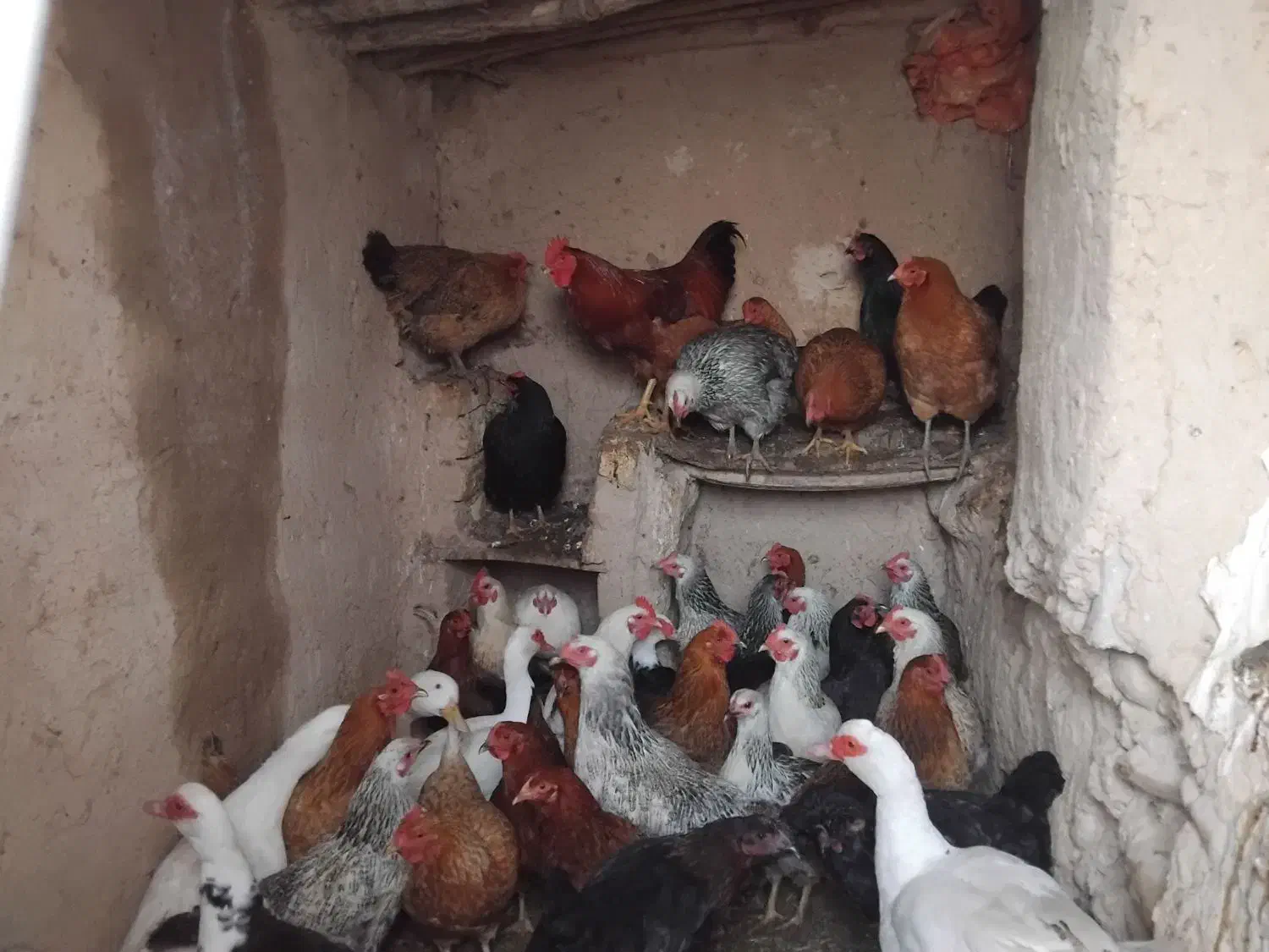 مرغ تخمگذار محلی|حیوانات مزرعه|شیروان (خراسان), |دیوار