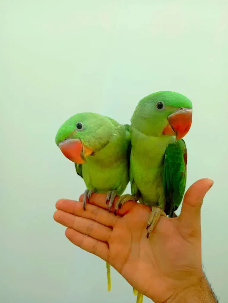 کشور پرندگان ملنگو راهب گیرینچیک برزیلی خورشیدی|پرنده|تهران, گلستان (شهرک راه آهن)|دیوار