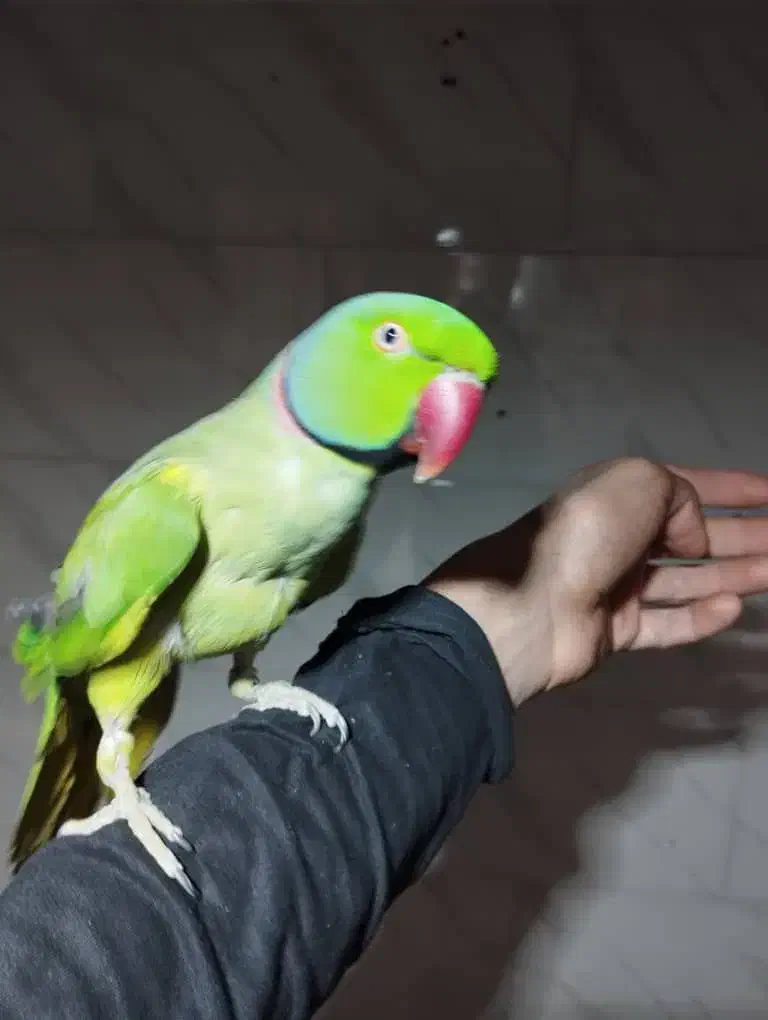 پرنده طوطی ملنگو|پرنده|شیراز, کرونی(خاتونک)|دیوار