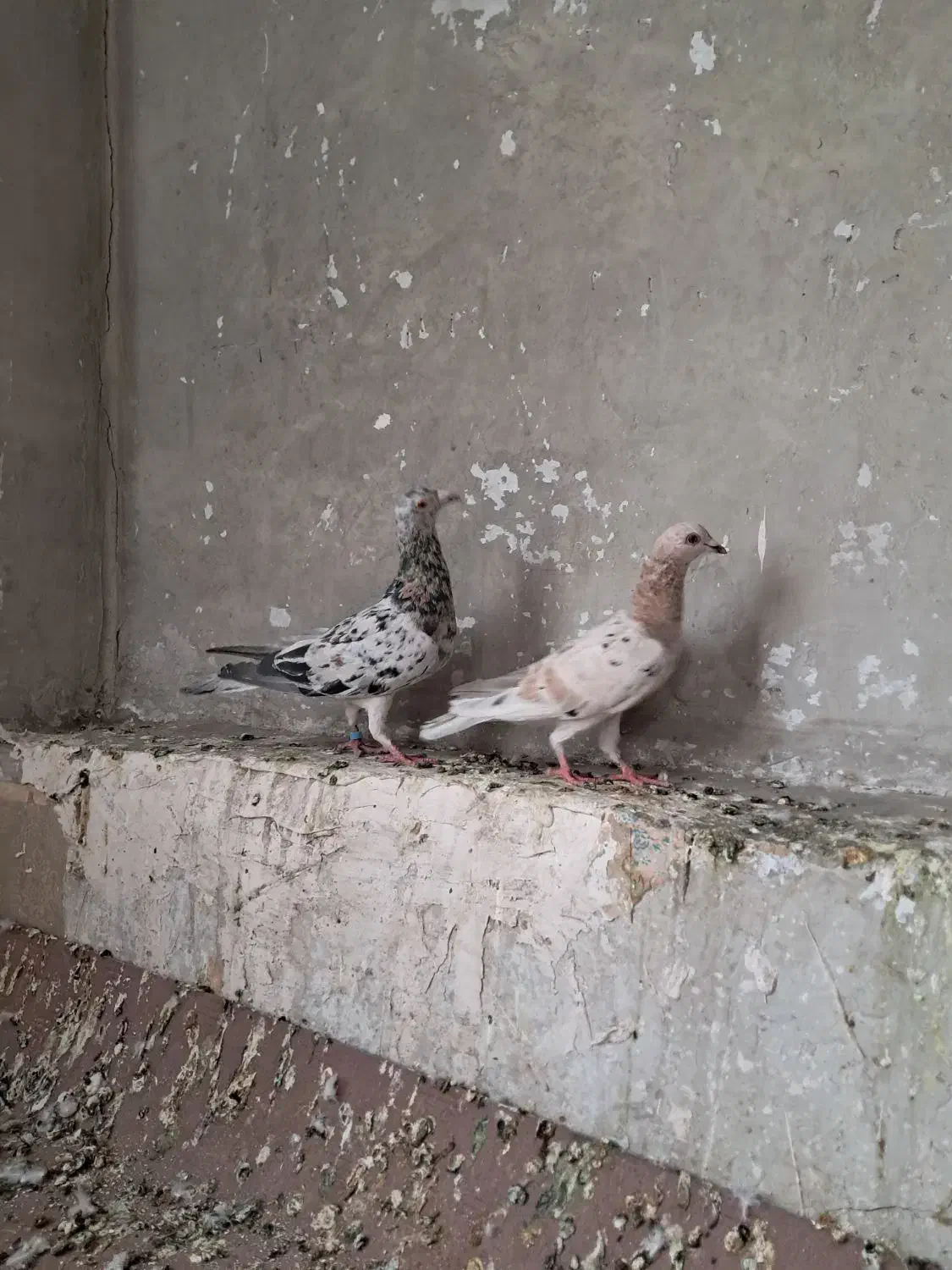 هفرنگ خطی|پرنده|تهران, جوادیه|دیوار