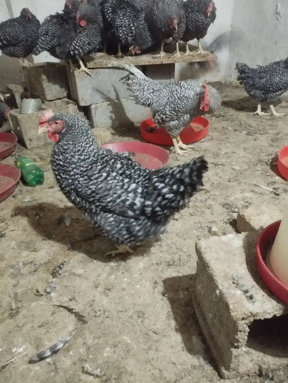 تخم نطفه دار و جوجه آمروک|حیوانات مزرعه|شیراز, اصلاح‌نژاد|دیوار