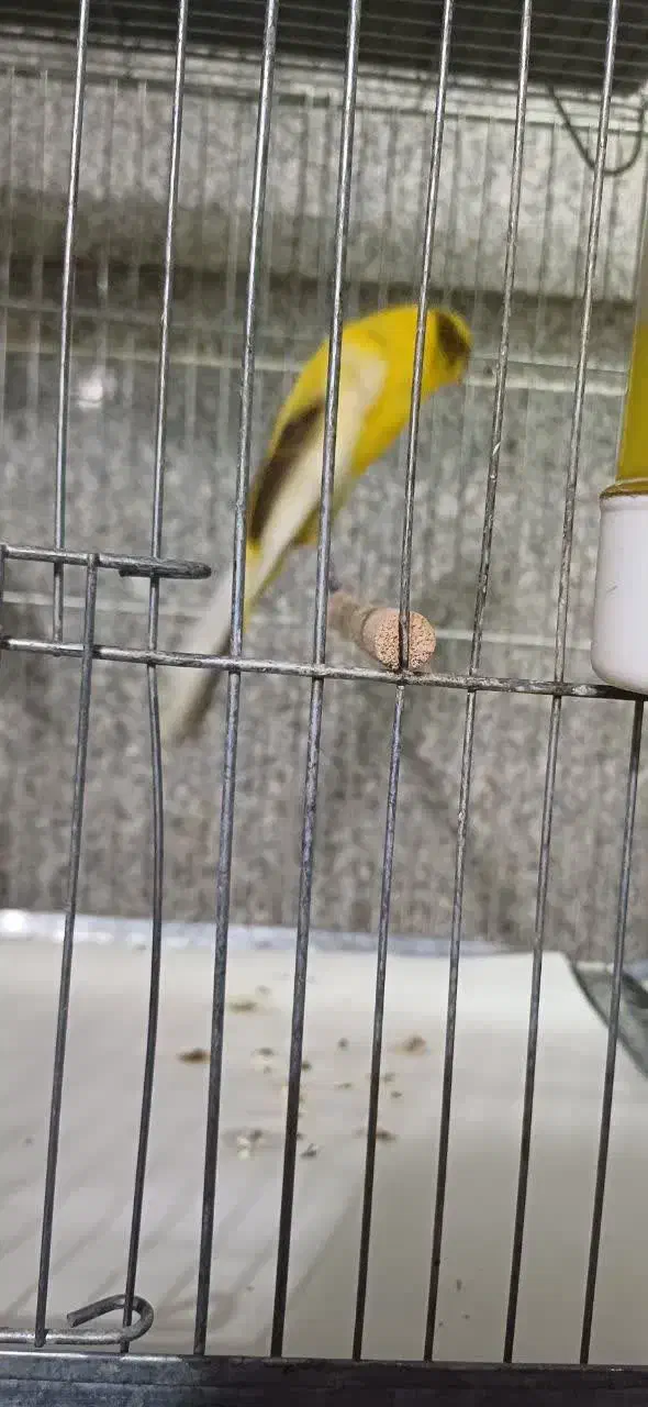 قناری رسمی بلند|پرنده|تهران, شهرک شریعتی|دیوار