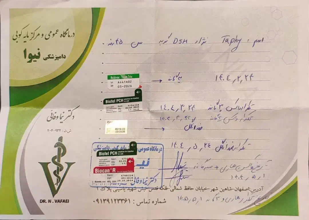 واگذاری گربه 8 ماهه و آروم|گربه|لنجان, |دیوار