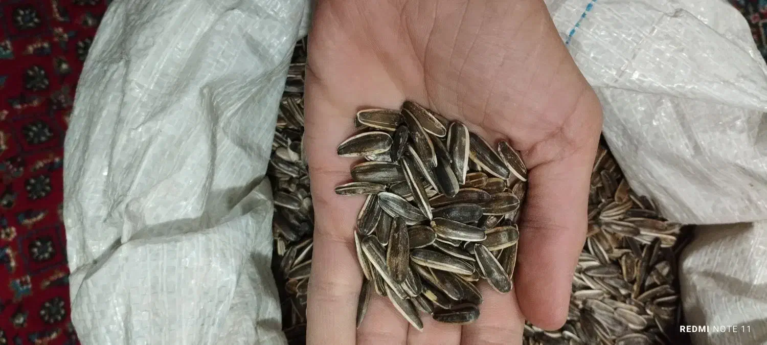 تخمه آفتاب گردان|خوردنی و آشامیدنی|پیرانشهر, |دیوار