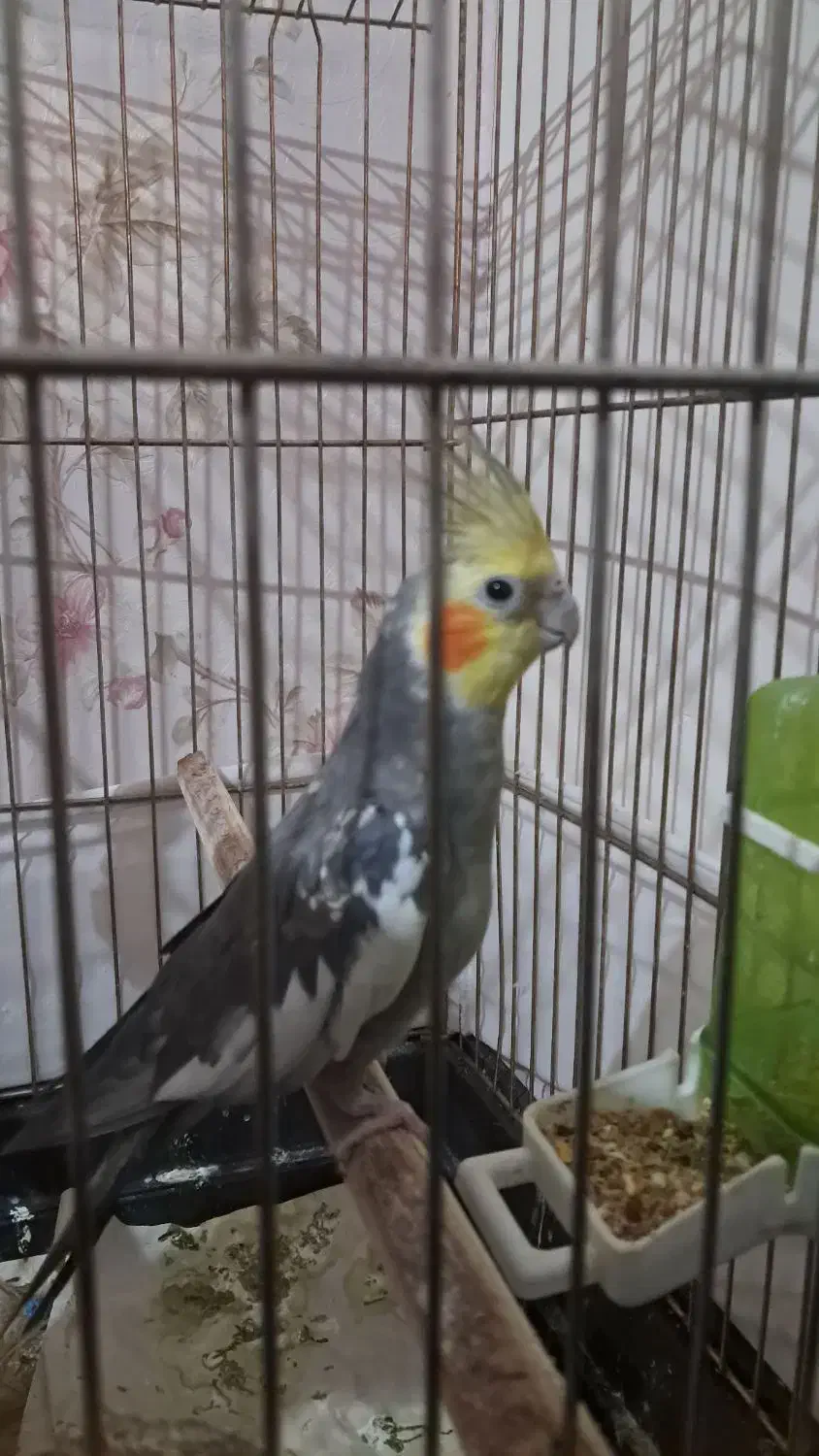 عروس هلندی|پرنده|اسلام‌شهر, شهرک مهدیه|دیوار