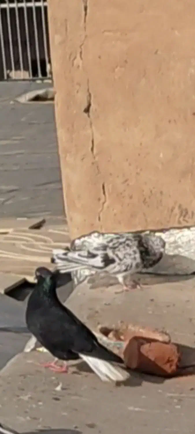 یک عددکوهی مایدوم نر|حیوانات|همدان, |دیوار