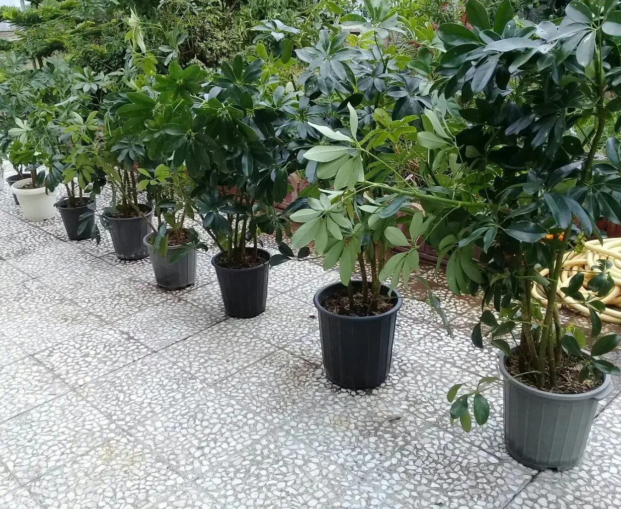 گل شفلرا سبز|گل و گیاه طبیعی|رشت, توشیبا|دیوار