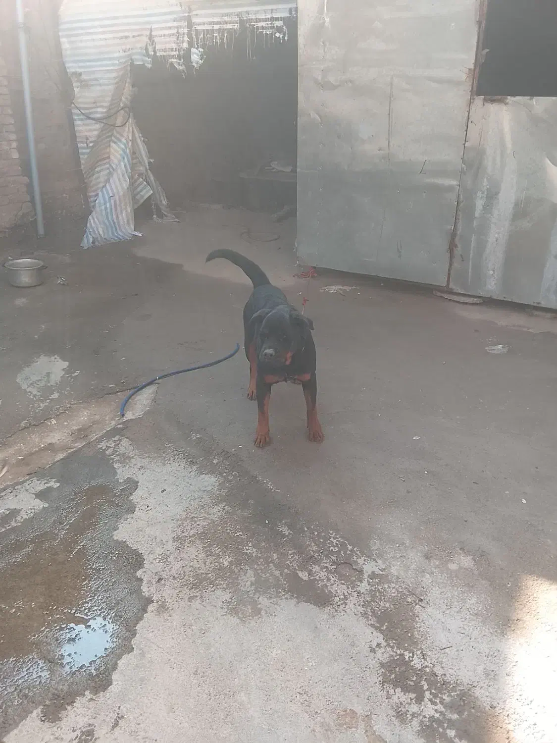 تیله روتوایلر واگذاری|سگ|الیگودرز, |دیوار