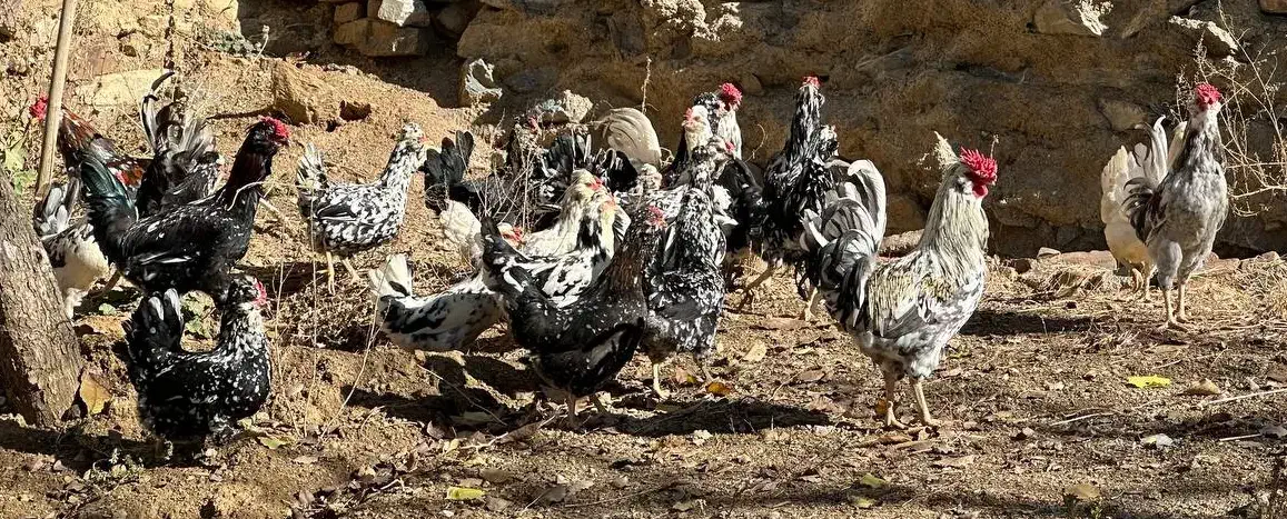 تخم نطفه دار از مولدین بالا گلین پنگوینی|حیوانات مزرعه|بانه, |دیوار