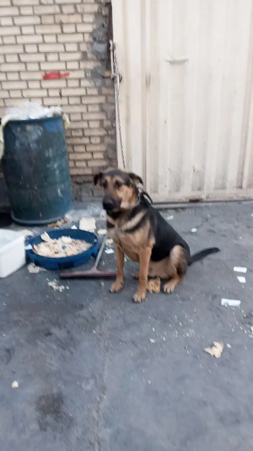 سگ نگهبان|سگ|رباطکریم, شهرک صنعتی نصیرآباد|دیوار