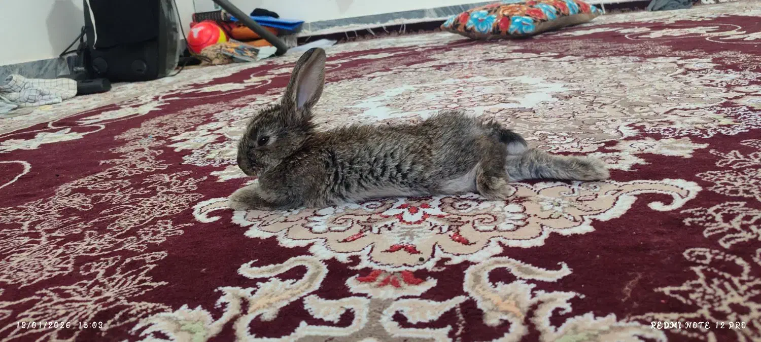 خرگوش|موش و خرگوش|دلبران, |دیوار