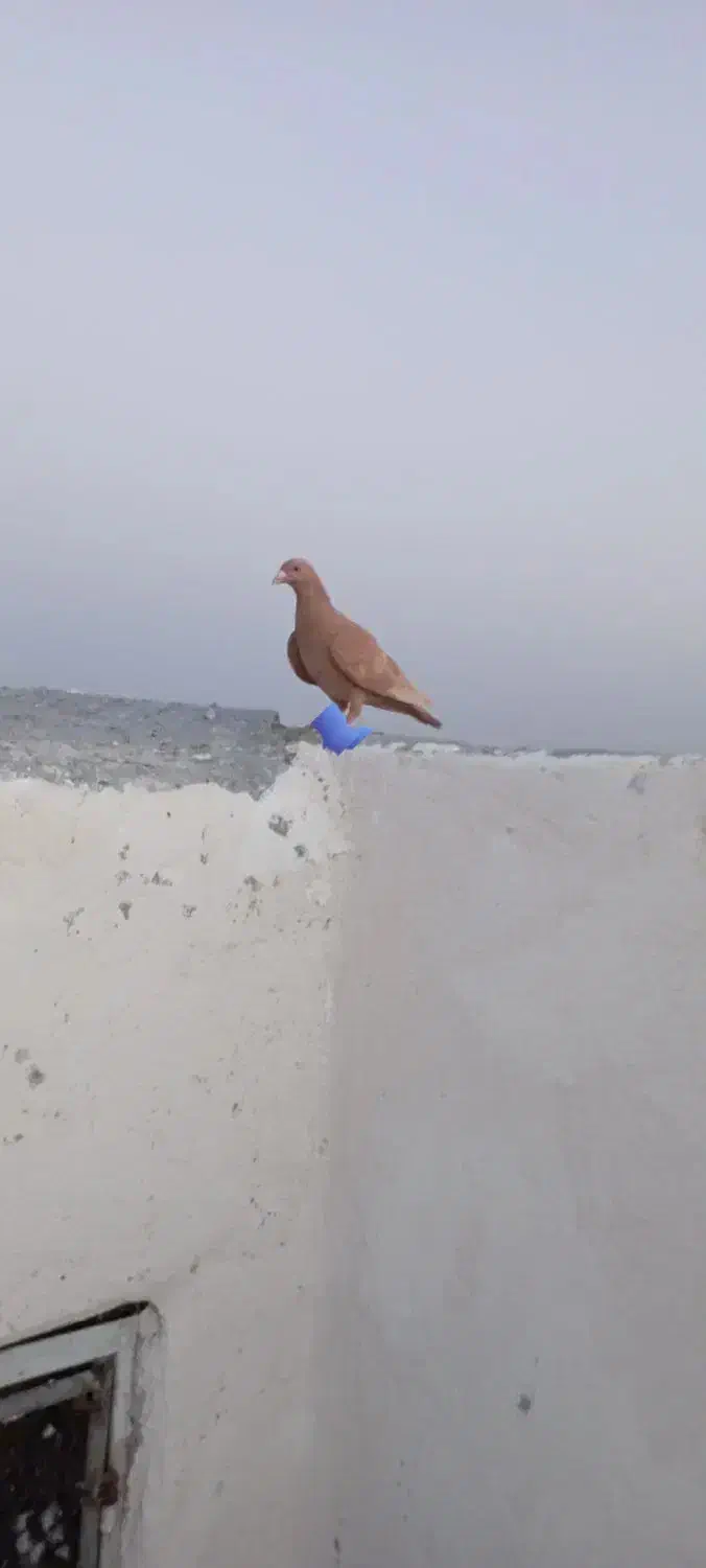 زرد پلاک آبی گمشده|حیوانات|برازجان, |دیوار