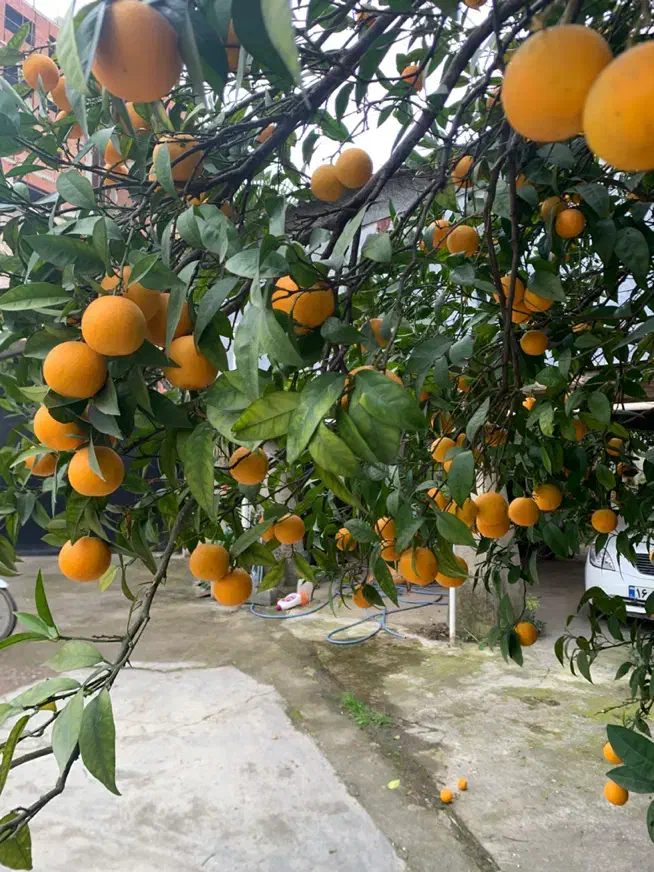 پرتقال|خوردنی و آشامیدنی|چالوس, |دیوار